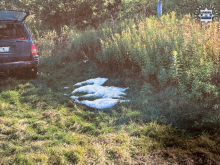 Odstrzelili cztery łabędzie. 32 i 51-latek w rękach policji