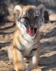 Trudne tygodnie w opolskim zoo. Dwie tygrysice wyzdrowiały, trzecia nie przetrwała