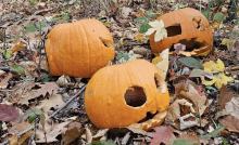 Nie wyrzucaj dyni do lasu - to nie naturalna dekoracja, lecz problem dla przyrody