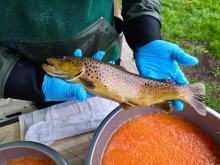 Woda budzi życie - pstrągi potokowe zaczęły tarło w Poliwodzie