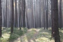 Uwaga na prace w lasach. Leśnicy czasowo zamykają odcinki dróg