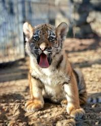 Młode tygrysice amurskie od dzisiaj na wybiegu w opolskim zoo