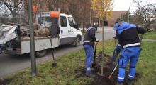 Ponad tysiąc nowych roślin dla Opola. Ruszyły jesienne nasadzenia na terenach miasta