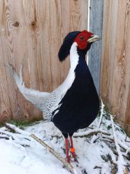 Tajemniczy Kiściec srebrzysty znaleziony w Opolu. Ośrodek "Avi" szuka właściciela