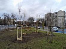 Nowe nasadzenia w Opolu. Sześć firm zgłosiło się do przetargu MZD
