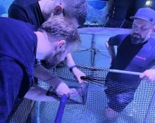 Sukces hodowlany w opolskim zoo. Pierwsze w Europie narodziny płaszczek Urobatis jamaicensis