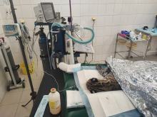 Nowy sprzęt diagnostyczny w Zoo Opole. Dział weterynarii zyskał aparat RTG