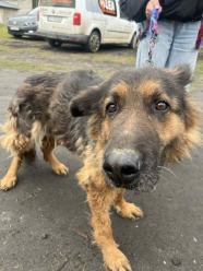 Pseudohodowle nie znikną, dopóki kupujemy. Lala ma 9 lat i pierwszy raz w życiu ma imię