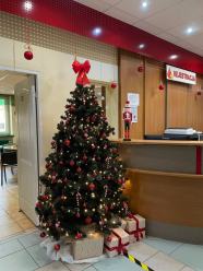 Choinka w podziękowaniu za cenny dar. Świąteczna akcja w opolskim RCKiK