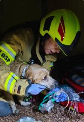 W pożarze w Bierawie strażacy uratowali psa. Bo każde życie się liczy