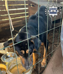 Skrajnie zaniedbany pies odebrany właścicielowi