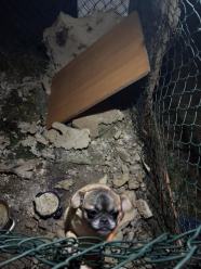 Spała na lodzie, nie miała gdzie się schować. TOZ Opole apeluje o pomoc dla Sisi WIDEO