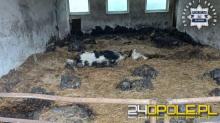 Rolnik z gminy Radłów oskarżony o znęcanie się nad zwierzętami