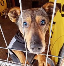 Skrajne zaniedbanie psów w powiecie kluczborskim. Sprawą zajmuje się prokuratura