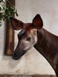 Nowa mieszkanka opolskiego zoo. To efekt wieloletnich starań