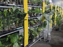 Festiwal Roślin ponownie w Opolu. Dwudniowe wydarzenie w Toyota Park