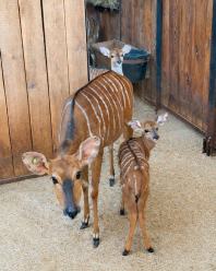 Narodziny w opolskim zoo. Trwa konkurs na imię dla młodej niali