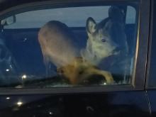 Przejażdżka z sarną na przednim fotelu pasażera