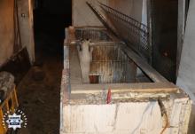 Zwierzęta w fatalnych warunkach, narkotyki i broń. 37-latek z Brzegu przed sądem