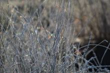 Przymrozki w regionie. IMGW wydał ostrzeżenie dla trzech powiatów