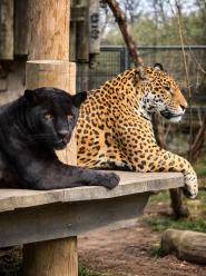 Piękna para w opolskim zoo. Jaguary Yana i Yuma razem