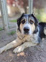 "Pomóżcie mi ocalić życie Hałka". Schronisko odpowiada na zarzuty byłej wolontariuszki