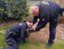 Koziołek utknął na posesji w Kluczborku. Pomogli policjanci i strażnicy miejscy