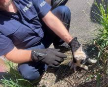Kędzierzyn-Koźle. Kotek utknął pod autem, pomogli policjanci