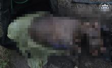 Policja prosi o pomoc w indentyfikacji psa i ustaleniu właściciela. Uwaga, drastyczne zdjęcia.18+