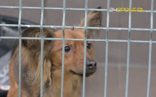 Zamiast wejść do schroniska w Opolu, przerzucił psa przez płot. Zobacz pełną relację