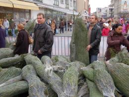 RMF rozdaje choinki