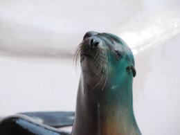 Uchatki Kalifornijskie w opolskim ZOO