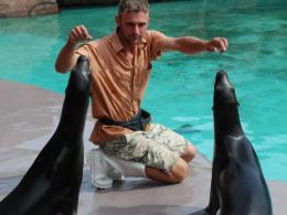 Uchatki Kalifornijskie w opolskim ZOO