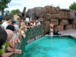 Uchatki Kalifornijskie w opolskim ZOO
