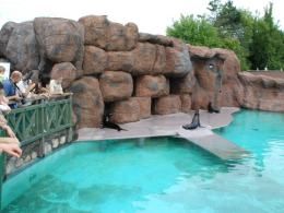 Uchatki Kalifornijskie w opolskim ZOO