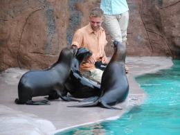 Uchatki Kalifornijskie w opolskim ZOO