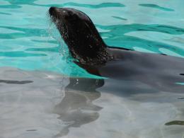 Uchatki Kalifornijskie w opolskim ZOO