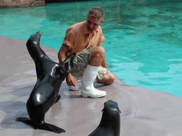 Uchatki Kalifornijskie w opolskim ZOO
