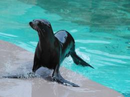 Uchatki Kalifornijskie w opolskim ZOO