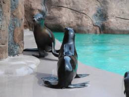 Uchatki Kalifornijskie w opolskim ZOO