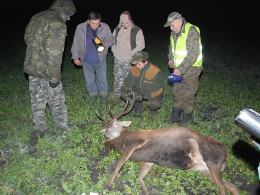 Kilkuletni jeleń dostał dwa strzały. Drugi był dla niego śmiertelny.