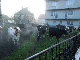Pożar obory w Dańcu