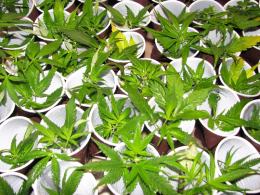 Zlikwidowano plantację marihuany