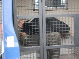 Groził nożem, uciekał przed policją