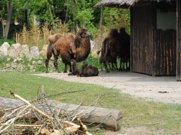 Małe wielbłądy w opolskim ZOO