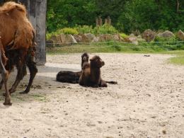 Małe wielbłądy w opolskim ZOO