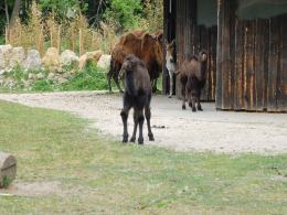 Małe wielbłądy w opolskim ZOO