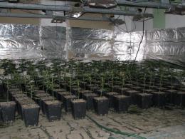 Zlikwidowano dwie plantacje marihuany