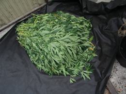 Zabezpieczono 15 kilogramow marihuany
