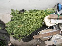 Zabezpieczono 15 kilogramow marihuany